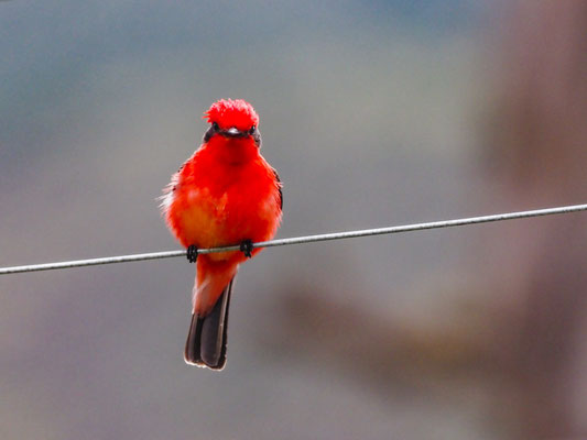 RUBINTYRANN, VERMILLION FLYCATCHER - PYROCEPHALUS RUBINUS