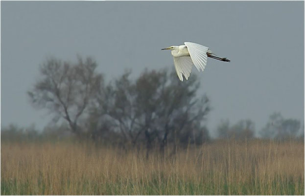 SILBERREIHER, GREAT EGRET, EGRETTA ALBA