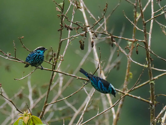 SILBERFLECKENTANGARE, BERYL-SPANGLED TANAGER - TANGARA NIGROVIRIDIS
