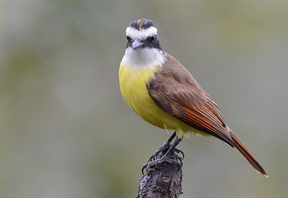 SCHWEFELTYRANN, GREAT KISKADEE, PITANGUS SULPHURATUS