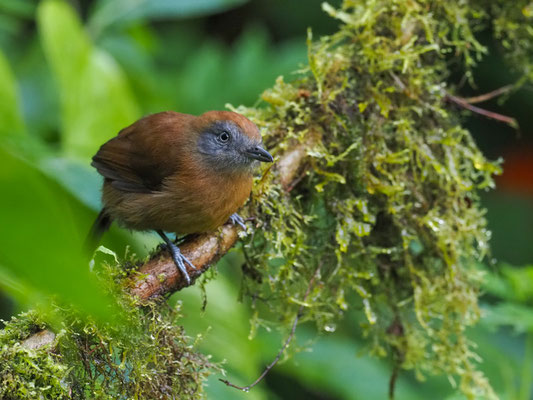 EINFARB-AMEISENWÜRGER, UNIFORM ANTSHRIKE - THAMNOPHILUS UNICOLOR