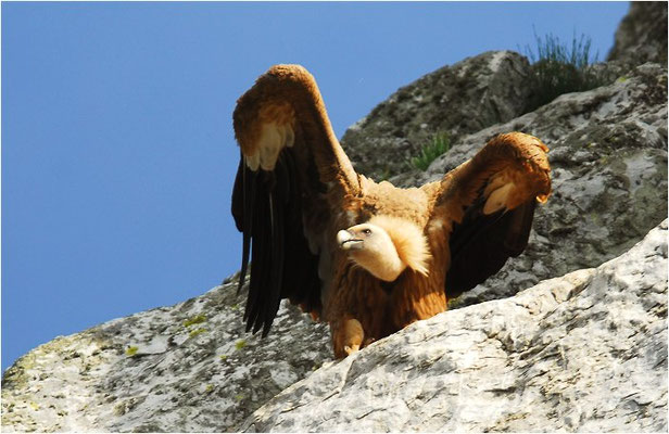 GÄNSEGEIER, GRIFFON VULTURE, GYPS FULVUS