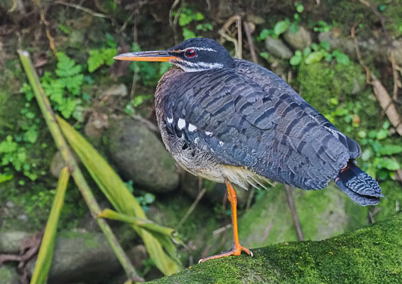 SONNENRALLE, SUNBITTERN, EURYPYGA HELIAS