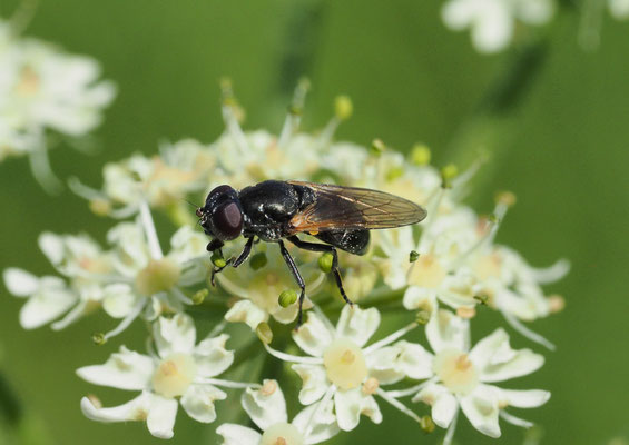 GELBFLÜGEL-ERZSCHWEBFLIEGE, CHEILOSIA IMPRESSA