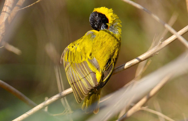 SCHWARZKOPFWEBER, BLACK-HEADED WEAVER, PLOCEUS MELANOCEPHALES