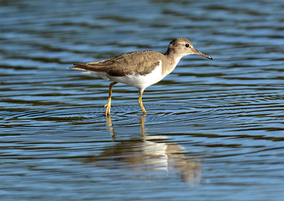 DROSSELUFERLÄUFER, SPOTTED SANDPIPER, ACTITIS MACULARIUS