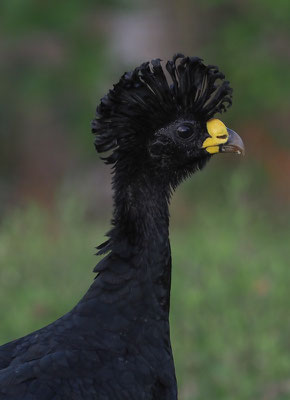 TUBERKEL-HOKKO, GREAT CURASSOW, CRAX RUBRA