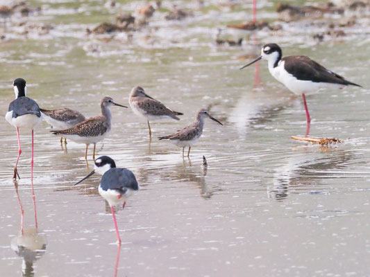 Großer Gelbschenkel, Greater Yellowlegs - Tringa melanoleuca