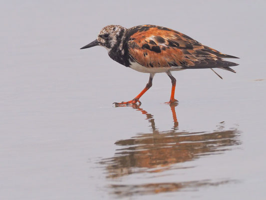 Steinwälzer, Ruddy Turnstone - Arenaria interpres