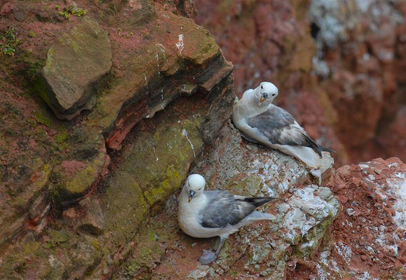 EISSTURMTAUCHER, FULMAR, FULMARUS GLACIALIS 