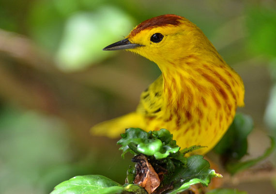 GOLDWALDSÄNGER, YELLOW WARBLER, DENDROICA PETECHIS RUFOPILEATA