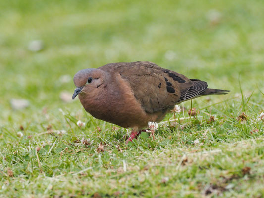 OHRFLECKTAUBE, EARED DOVE - ZENAIDA AURICULATA