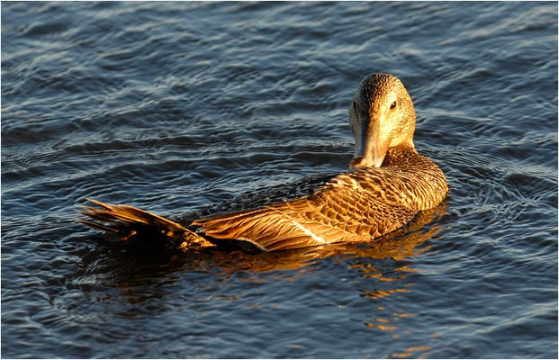 EIDERENTE, EIDER, SOMATERI MOLLISSIMA