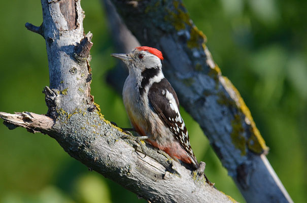 MITTELSPECHT, MIDDLE-SPOTTED WOODPECKER