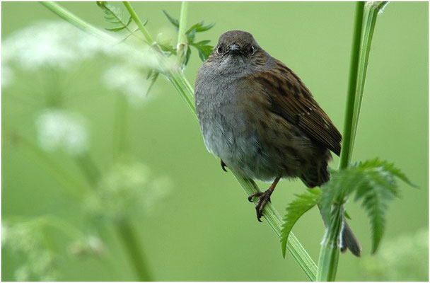 HECKENBRAUNELLE, DUNNOCK, PRUNELLA MODULARIS