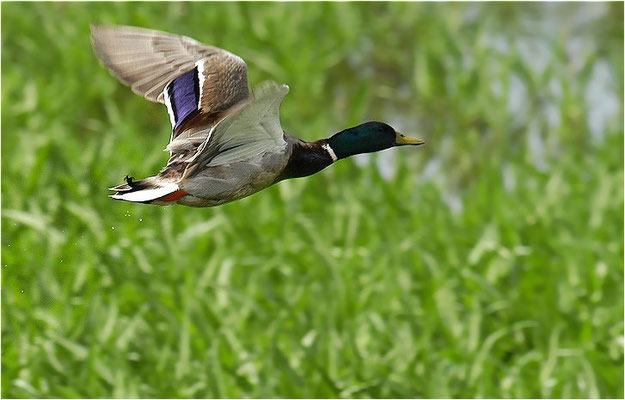 STOCKENTE, MALLARD, ANAS PLATYRHYNCHOS