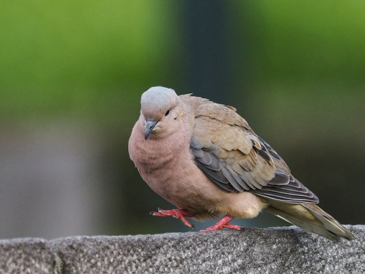 OHRFLECKTAUBE, EARED DOVE - ZENAIDA AURICULATA