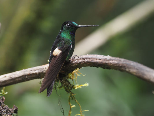 FAHLFLÜGEL-ANDENKOLIBRI, BUFF-WINGED STARFRONTLET - COELIGENA LUTETIAE