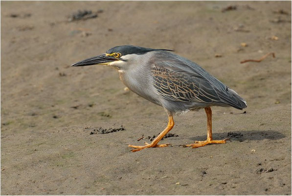 MANGROVENREIHER, STRIATED HERON, BUTORIDES STRIATUS