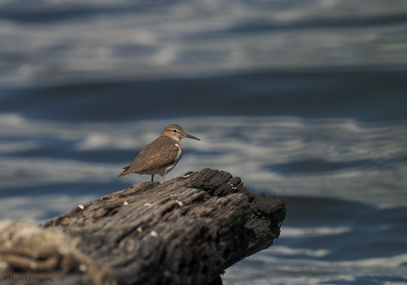 DROSSELUFERLÄUFER, SPOTTED SANDPIPER, ACTITIS MACULARIA