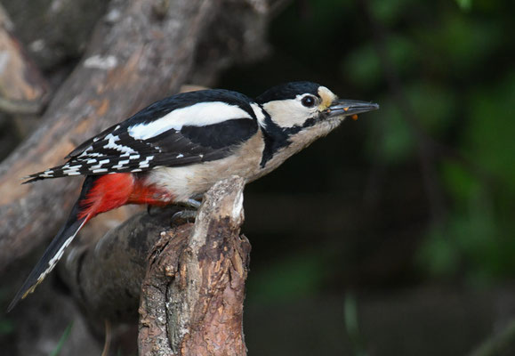 BUNTSPECHT, GREAT SPOTTED WOODPECKER, DENDROCOPOS MAJOR
