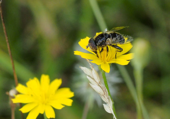 MATTE SCHWARZKOPFSCHWEBFLIEGE, MELANOSTOMA SCALARE