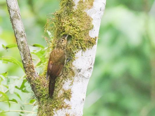 Sternflecken-Baumsteiger, Spotted Woodcreeper - Xiphorhynchus erythropygius