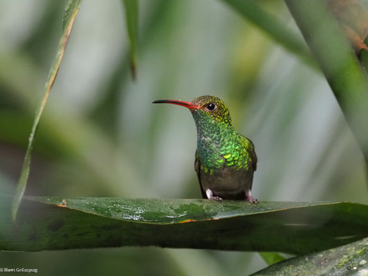 BRAUNSCHWANZAMAZILIE, RUFOUS-TAILED AMAZILIA - AMAZILIA TZACATL