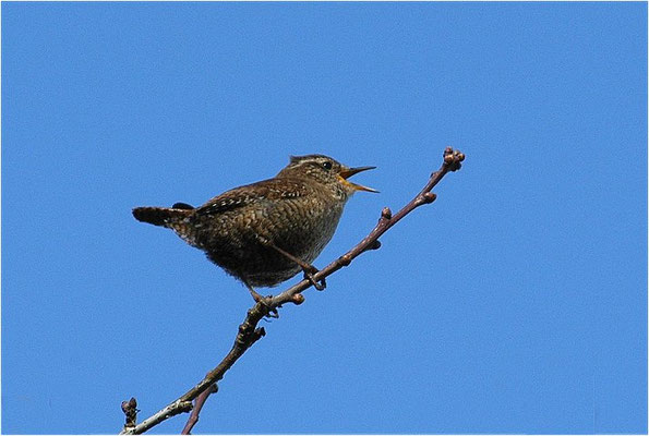 ZAUNKÖNIG, WREN, TROGLODYTES TROGLODYTES
