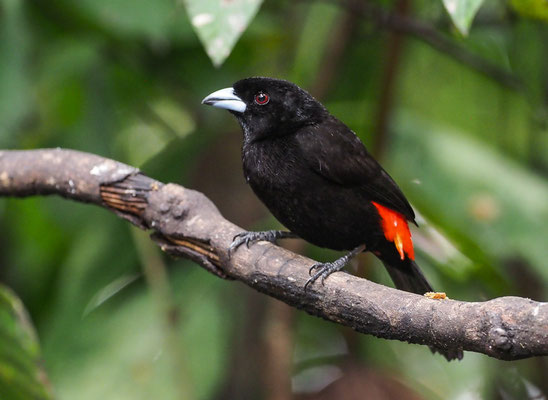 FEUERRÜCKENTANGARE, PASSERINI´S TANAGER, RAMPHOCELUS PASSERINII