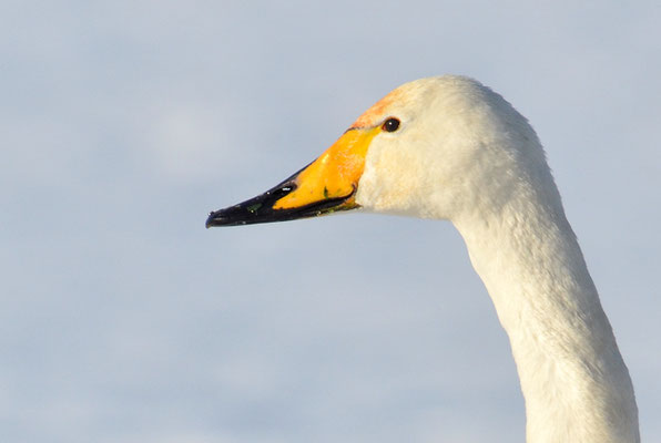 SINGSCHWAN, WHOOPER SWAN, CYGNUS CYGNUS