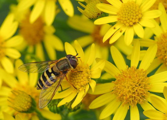 KLEINE SCHWEBFLIEGE, SYRPHUS VITRIPENNIS