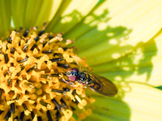 MATTE SCHWARZKOPFSCHWEBFLIEGE, MELANOSTOMA SCALARE