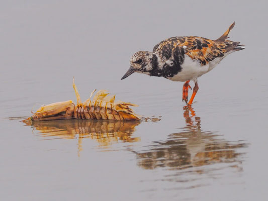 Steinwälzer, Ruddy Turnstone - Arenaria interpres