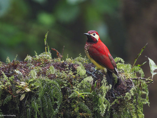 ROTMANTELSPECHT, CRIMSON-MANTLED WOODPECKER - COLAPTES RIVOLII