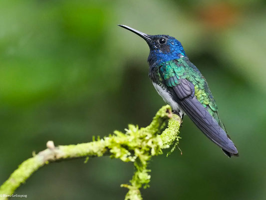 WEISSNACKENKOLIBRI, WHITE-NECKED JACOBIN - FLORISUGA MELLIVORA