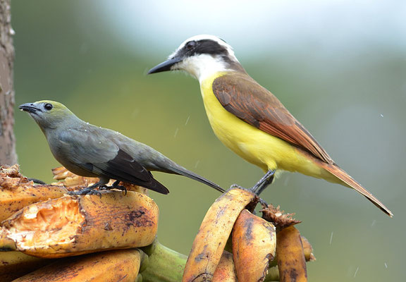 PALMENTANGARE, PALM TANAGER, THRAUPIS PALMARUM