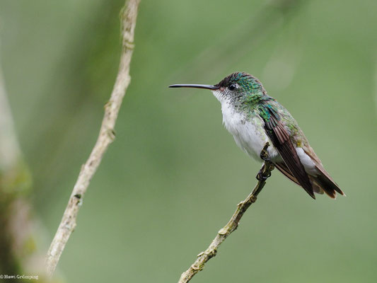 ANDENAMAZILIE, ANDEAN EMERALD - AMAZILIA FRANCIAE