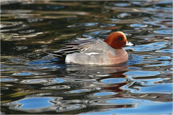 PFEIFENTE, WIGEON, ANAS PENELOPE