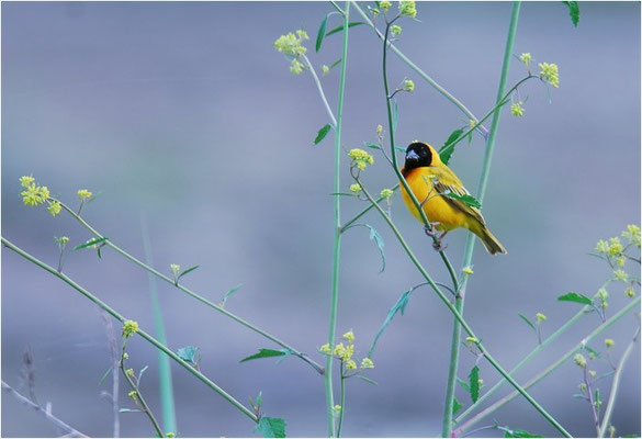 SCHWARZKOPFWEBER, BLACK-HEADED WEAVER, PLOCEUS MELANOCEPHALES