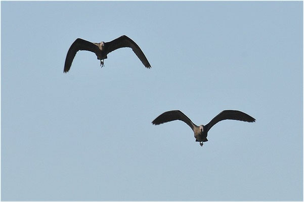 BRAUNER SICHLER, GLOSSY IBIS, PLEGADIS FALCINELLUS
