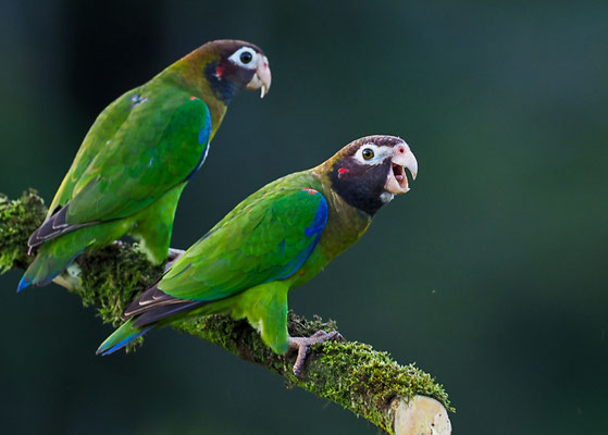 BLUTOHRPAPAGEI, BROWN-HOODED PARROT, PINOPSITTA HAEMATOTIS