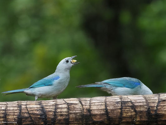 BISCHOFSTANGARE, BLUE-GRAY TANAGER - THRAUPIS EPISCOPUS
