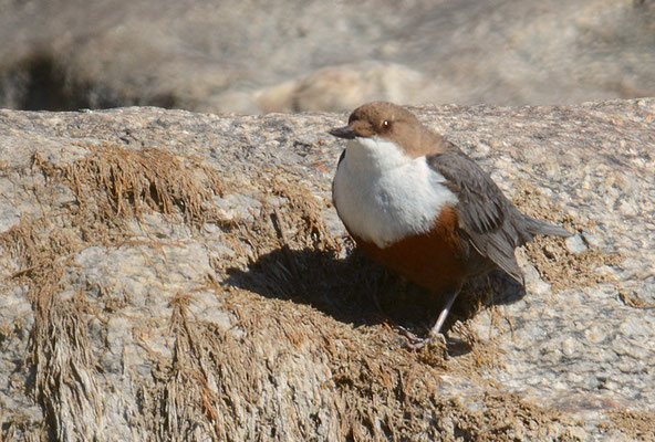 WASSERAMSEL, DIPPER, CINCLUS CINCLUS