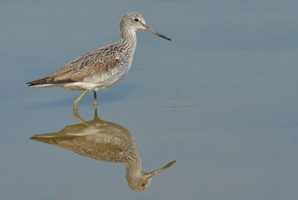 GRÜNSCHENKEL, GREENSHANK, TRINGA NEBULARIA