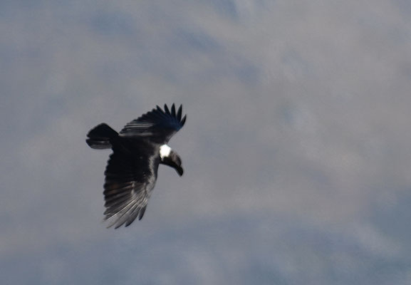 GEIERRABE, WHITE-NECKED RAVEN, CORVUS ALBICOLLIS