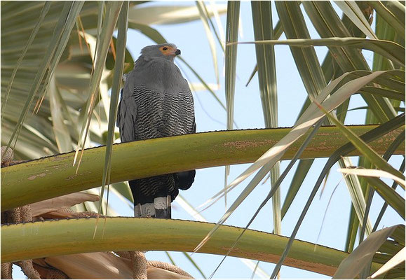 HÖHLENWEIHE, AFRICAN HARRIER-HAWK, POLYBOROIDES TYPUS