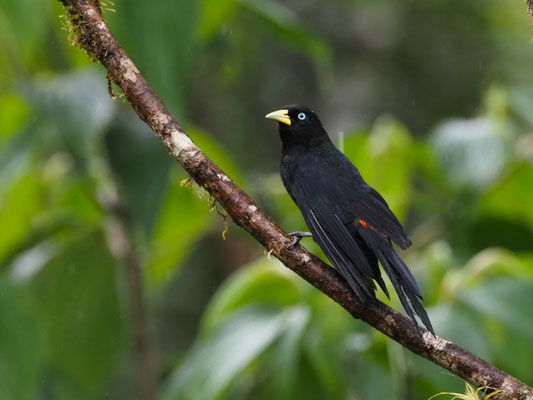 SCHARLACHBÜRZELKASSIKE, SCARLET-RUMPED CACIQUE - CACICUS UROPYGIALIS