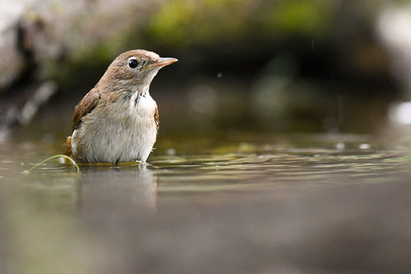 Nachtigall, nightingale, luscinia megarhynchos