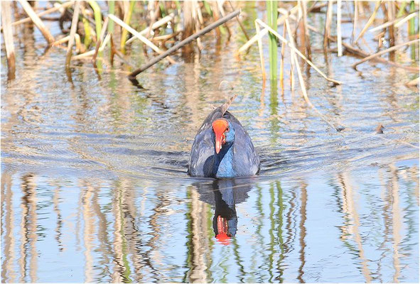 PURPURHUHN, PURPLE SWAMPHEN, PORPHYRIO PORPHYRIO